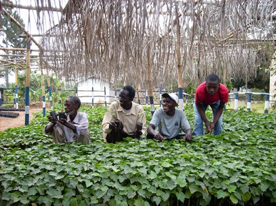 Jatropha-Baumschule